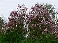 2009-04-28_09-26-53_0192