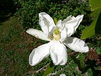 magnolia_grandiflora_monland_-_syn._timeless_beauty
