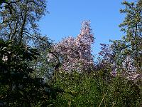 2009-04-25_07-38-51_0097