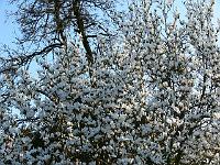 2009-04-17_07-15-28_0099