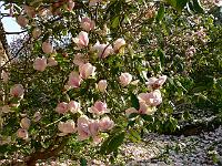 2009-04-30_07-04-18_0003