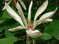 magnolia_tripetala