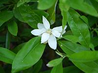 magnolia-virginiana