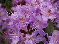 rhododendron_augustinii_07-05-05kodak_184