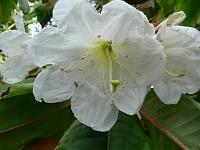 rhododendron_auriculatum