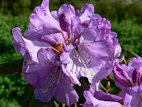 rhododendron_campanulatum