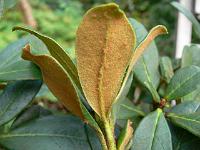 rhododendron_chaetomallum