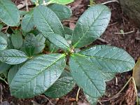 rhododendron_citriniflorum