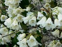 rhododendron_exbeima