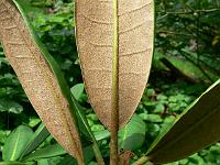 rhododendron_galactinum