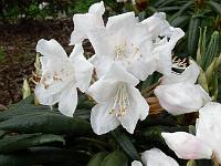 rhododendron_hyperythrum