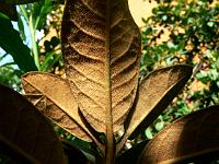 rhododendron_mallotum