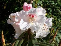 rhododendron_morii