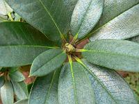 rhododendron_nakotiltum