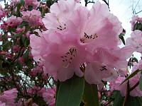 rhododendron_oreodoxa