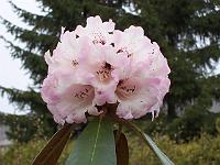 rhododendron_rex