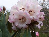 rhododendron_rex