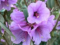 rhododendron_ririei