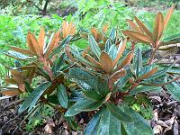 rhododendron_roxieanum_cucullatum