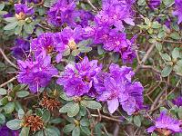 rhododendron_russatum