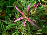 rhododendron-linearifolium