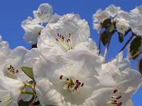 rhododendron_wallichii