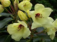 rhododendron_wardii