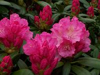 rhododendron_yak_hybrid