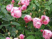 rosa_macrantha_raubritter