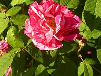 rosa_mundi