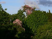 2009-05-22_19-36-58_0059