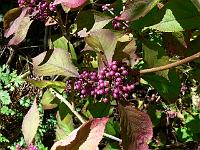 callicarpa.jpg