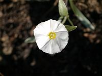 convolvulus_cneorum