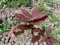 quercus-rhysophylla-maya