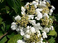 viburnum-plicatum-watanabei