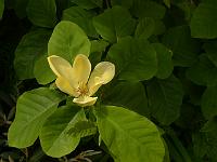 magnolia_acuminata_var._subcordata