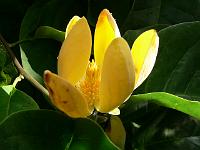 magnolia_acuminata_subcordata-jpg