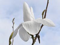 magnolia_albatross