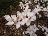 magnolia_ann_rosse-seedling2