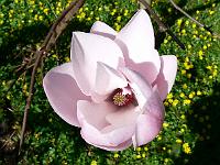 magnolia-ann-rosse_seedling