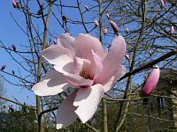 magnolia_ann_rosse_-_seedling