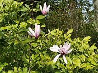 magnolia_anya