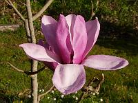 magnolia_apollo