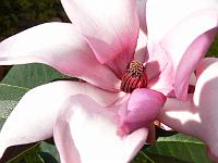 magnolia-apollo