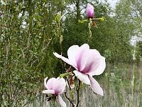magnolia_atlas