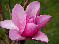 magnolia_aurora