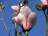 magnolia-big-dude-seedling