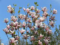 magnolia_big_dude_seedling