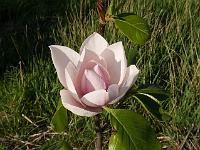 magnolia_caerhays_belle