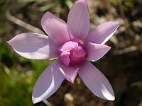 magnolia_caerhays_surprise